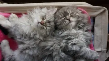 たっくん 様のお迎えした子猫