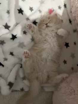 まるママ 様のお迎えした子猫