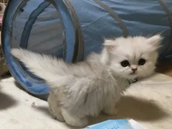 ピカママ 様のお迎えした子猫