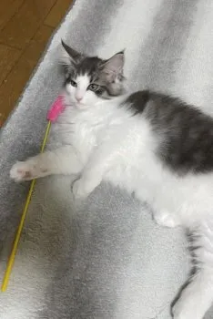 八重歯 様のお迎えした子猫
