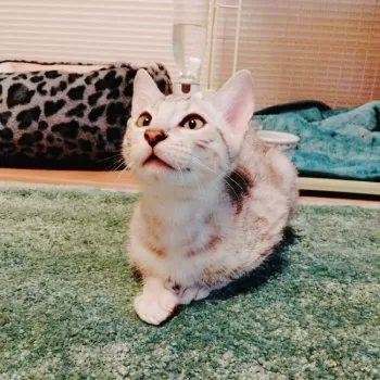 N.A 様のお迎えした子猫