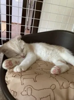 くにこ 様のお迎えした子猫