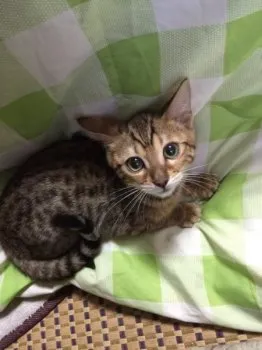 北野 様のお迎えした子猫