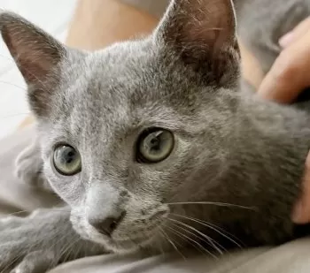 ベーコンエピ 様のお迎えした子猫