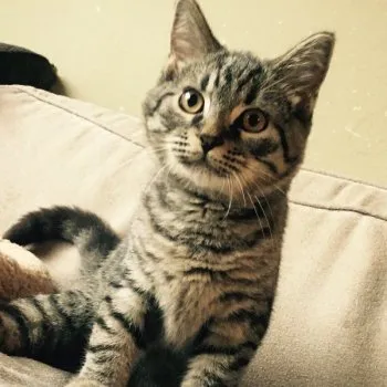 UK 様のお迎えした子猫