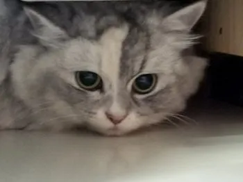 茨城の猫じじいだべー 様のお迎えした子猫
