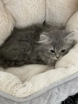 ココ 様のお迎えした子猫