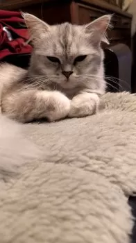 ひろき 様のお迎えした子猫