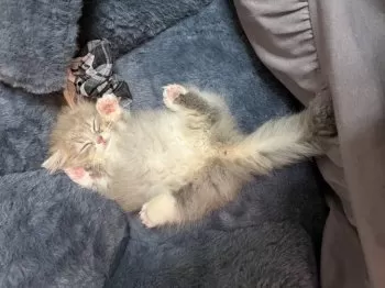 kaooo 様のお迎えした子猫