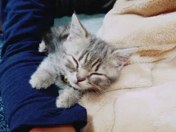 mint 様のお迎えした子猫