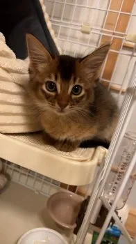 りりぃ 様のお迎えした子猫