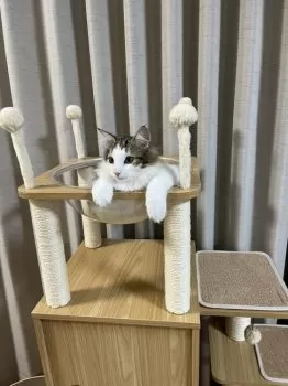 Y.I 様のお迎えした子猫