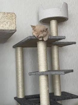 ichan 様のお迎えした子猫