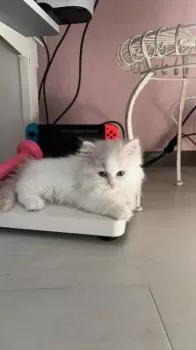 R.T 様のお迎えした子猫