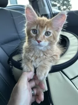 A.W 様のお迎えした子猫