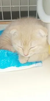 hinode01 様のお迎えした子猫