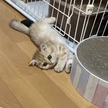 S 様のお迎えした子猫