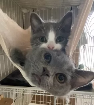 Endy 様のお迎えした子猫