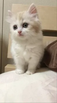 ひぃ 様のお迎えした子猫