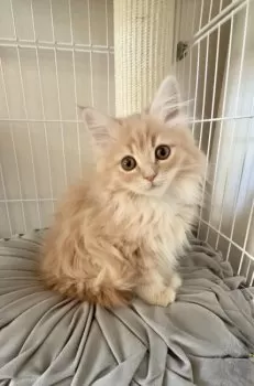 Y・S 様のお迎えした子猫