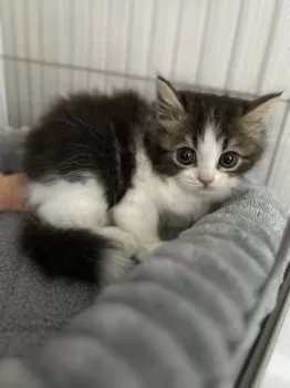 K.K 様のお迎えした子猫