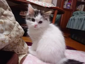 ミッツ 様のお迎えした子猫