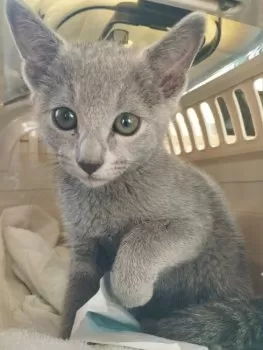 ozs 様のお迎えした子猫