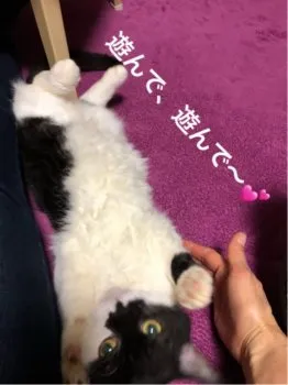 K.O 様のお迎えした子猫