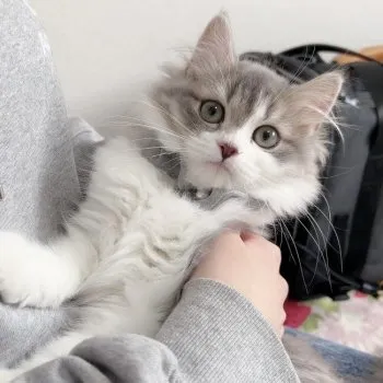 u_u 様のお迎えした子猫