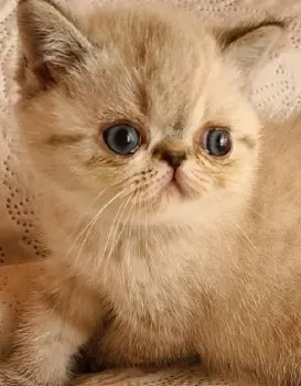 トムトム 様のお迎えした子猫