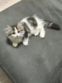 かみぞーの 様のお迎えした子猫