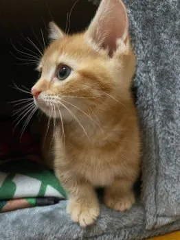 はる 様のお迎えした子猫