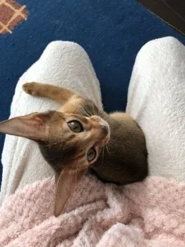 リナ坊 様のお迎えした子猫