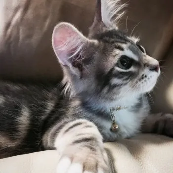 sato 様のお迎えした子猫