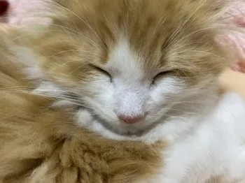 たま吉 様のお迎えした子猫