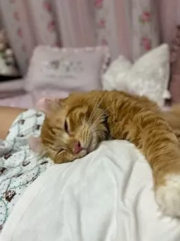 ととちゃん 様のお迎えした子猫
