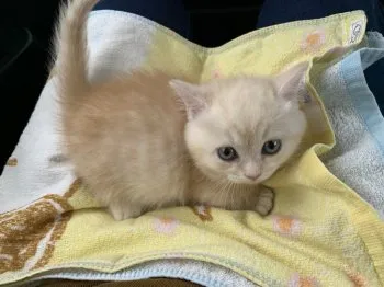 のりっち 様のお迎えした子猫