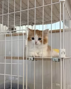 R.Ｉ 様のお迎えした子猫