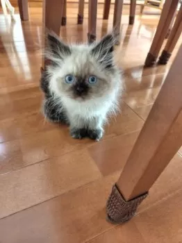 Y.O 様のお迎えした子猫