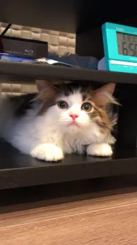 ruusora 様のお迎えした子猫