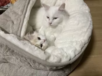 もちみる 様のお迎えした子猫