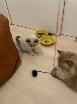 nao 様のお迎えした子猫