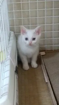 カササキ 様のお迎えした子猫