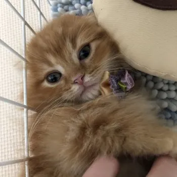 ゆうくま 様のお迎えした子猫