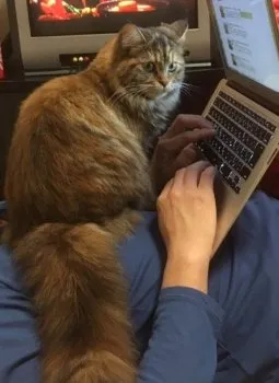 ピピ 様のお迎えした子猫