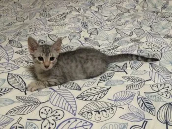 ころまま 様のお迎えした子猫