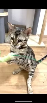 Moko 様のお迎えした子猫