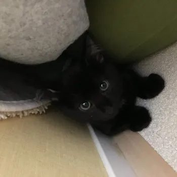 とも 様のお迎えした子猫