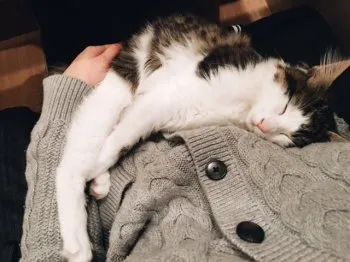 Stacy 様のお迎えした子猫