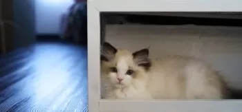 S.U 様のお迎えした子猫